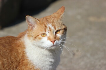 Close up Portrait of a Red Cat
