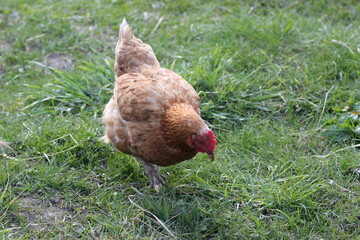 Red Chicken in the Grass