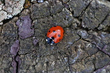 Ladybird on a Tree Trunk