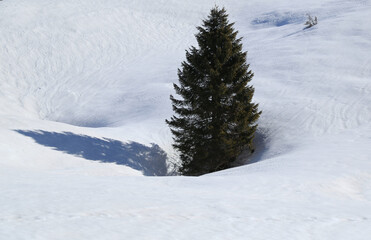 Tree in solitude on the snowy hills of Friuli Venezia Giulia, Italy