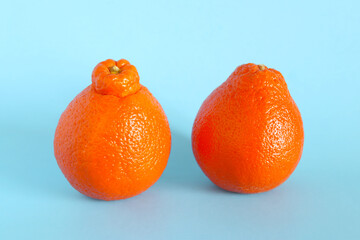 Fresh organic tangerines with a blue background. Beautiful exotic fruit. Healthy fruit concept. Food background.