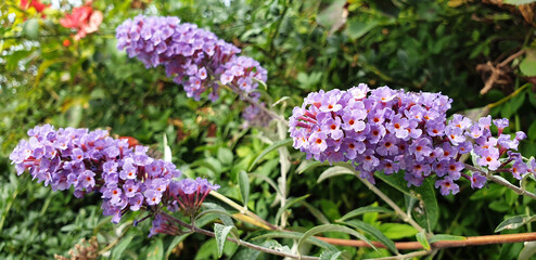 A bush of violet flowers Buddleja davidii or Buddleja. Panorama.