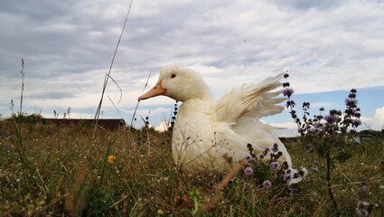 Beautiful Duck in the grass