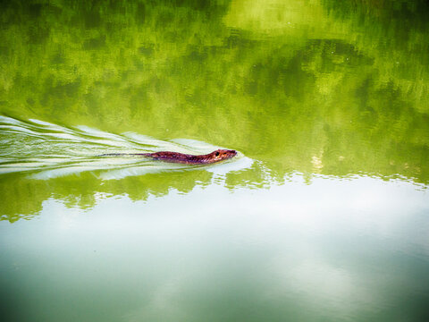 A nutria swimming in the  Tiber river, Lazio, Italy