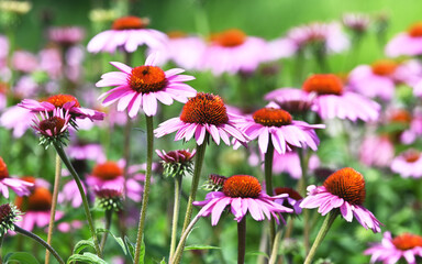 Purple Coneflowers
