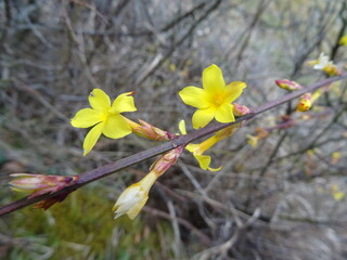 Winter-Jasmin