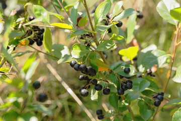 Chokeberry bush  with beautiful tasty fruits.