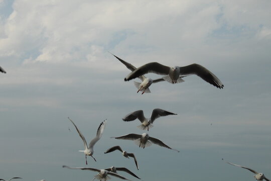this is a random picture of some seagulls hope you like them 