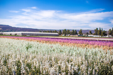 spring landscape panorama with flowering flowers on meadow