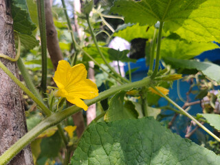 The yellow cucumber flower looks beautiful in the blur in the background