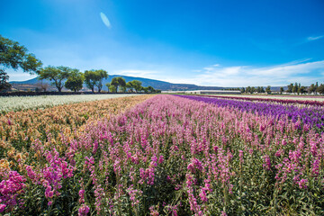 Obraz na płótnie Canvas spring landscape panorama with flowering flowers on meadow