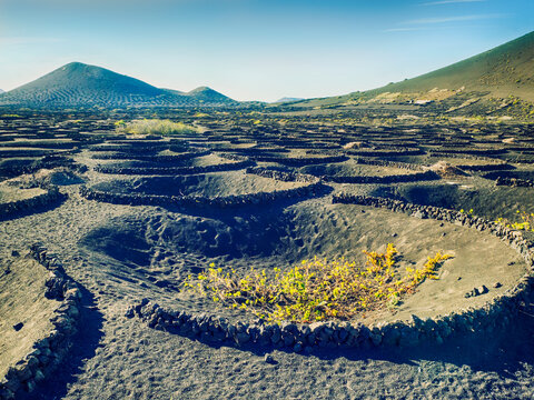 Vines growing in a vineyard, la Geria, Lanzarote, Canary Islands