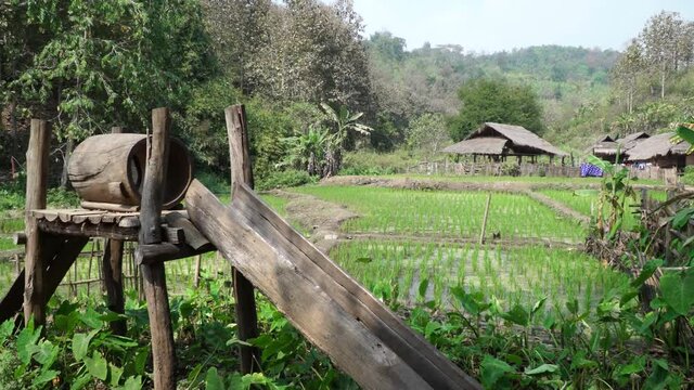 Views of rice fields in north of Chiang Mai with water canalization, Thailand