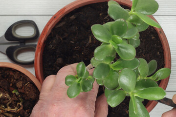 gardening arrangement repotting flowers and orchids orchids