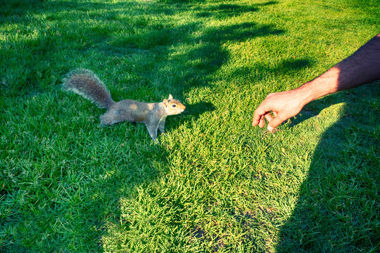 Man stretching his hand out to a squirrel in the park, Italy