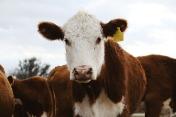 Hereford cow looking curious with herd on beef farm.