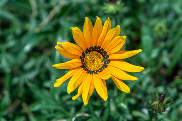 Bonita flor amarilla en el jardin