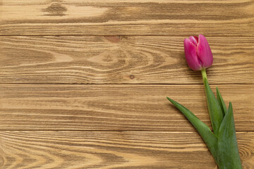 Pink tulip on brown wooden background