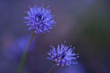 Blüte