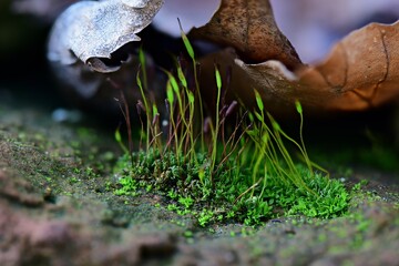 Frühling blühendes Moos