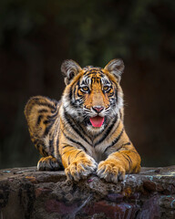A tiger cub enjoys the golden light
