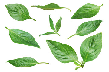 Fresh Green Leaves of Sweet Basil, Thai Basil Isolated on White Background with Clipping Path