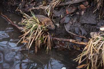 Rat on the lake shore in early spring on a natural background with bokeh effect