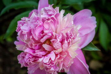 Close-up of large shabby pink Peony  against blurred green garden background.