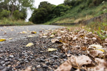 Leafy country road going into the distance.