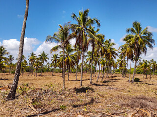 Fototapeta premium palm trees on the beach