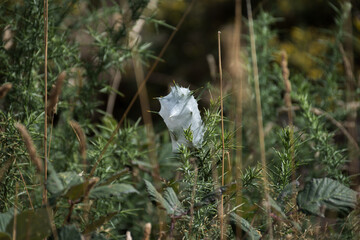 Close up of gorse bushes and a spiders web