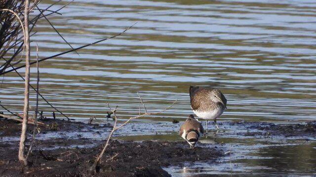 Waldwasserl&auml;ufer&nbsp;(Tringa ochropus) und Flussregenpfeifer&nbsp;(Charadrius dubius)