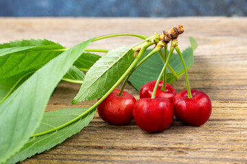 bunch of ripe sweet cherries with green leaves