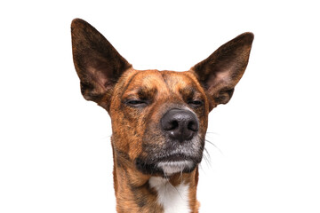 Obraz premium brown dog funny faces white background in studio