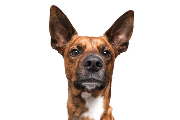 brown dog funny faces white background in studio