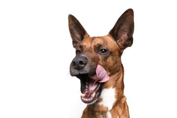 brown dog funny faces white background in studio