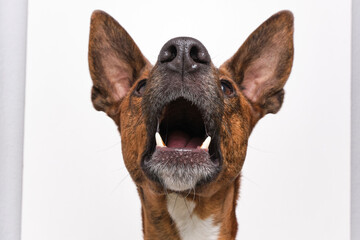 brown dog funny faces white background in studio