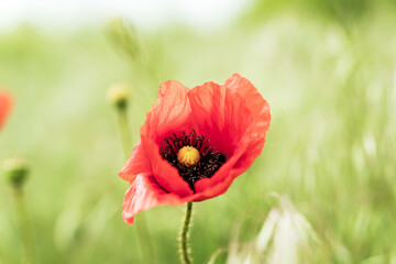 one scarlet poppy flower among the wheat field in summer