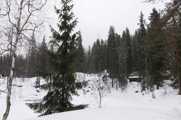 Fototapeta premium snow covered trees