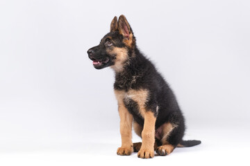 German shepherd puppy with white background in studio