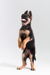 German shepherd puppy with white background in studio