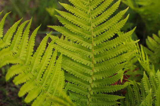 krp plan of fern on a background of grass