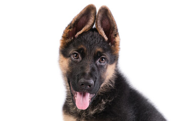 German shepherd puppy with white background in studio
