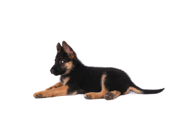 German shepherd puppy with white background in studio