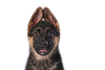 German shepherd puppy with white background in studio
