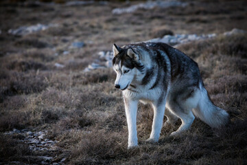 Fototapeta premium Balou