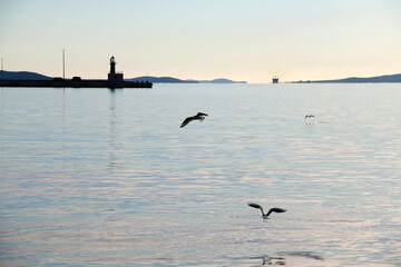 Seagulls flying above the sea. Small lighthouse in the background. Beautiful landscape in Split, Croatia.