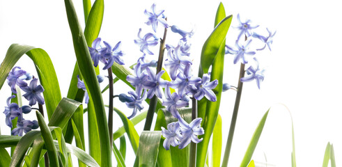 blue hyacinth and leaves on the bright background