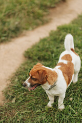 jack russell terrier walking on the grass.