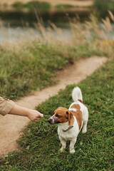 little cute dog walks in the park in nature